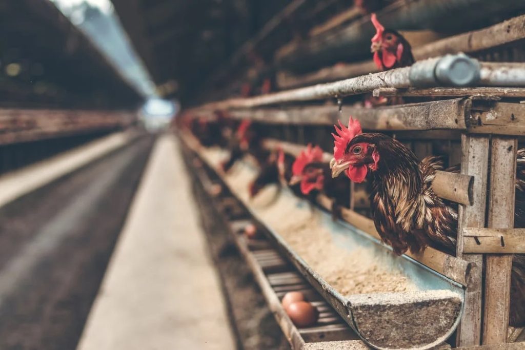 Como granjas e aviários podem melhorar a produção e economia com geração de energia solar na zona rural